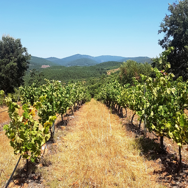 Weinreise durch Portugal