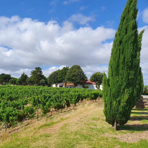 Weinfeld der Quinta Monte d'Oiro