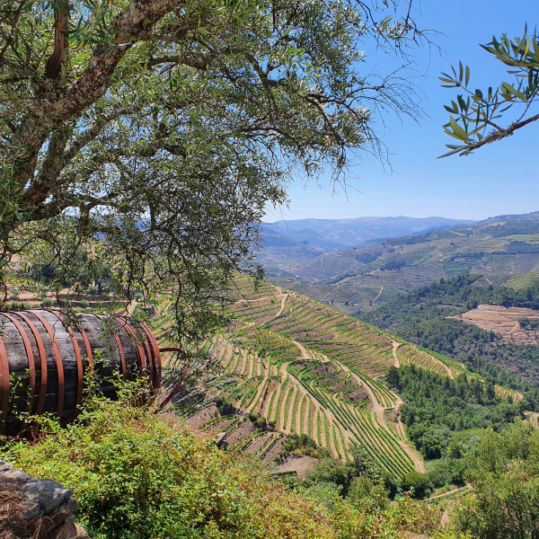 Zu Besuch bei Cizeron Wines im Weinbaugebiet Douro