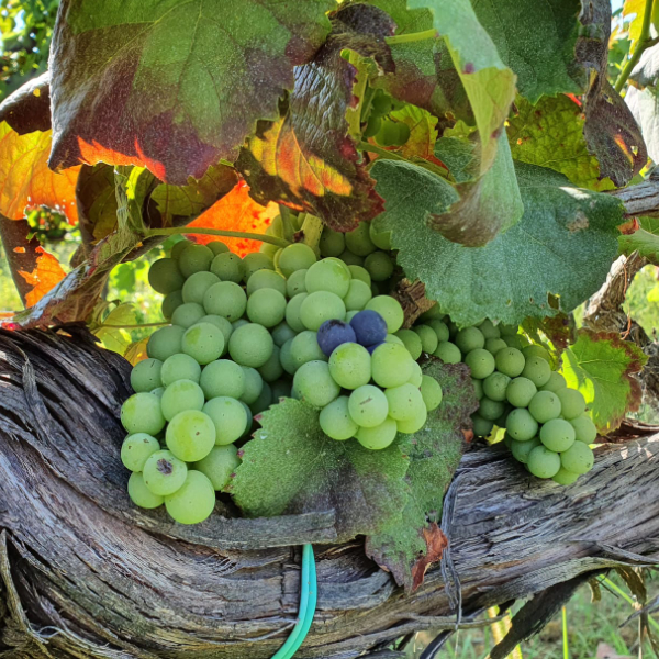 Rebstock erlesener Weine der Quinta de Paços