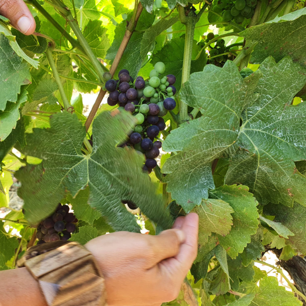 Reben der Quinta Monte d'Oiro