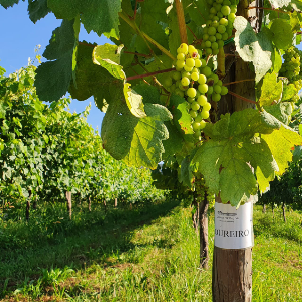 Loureiro Reben auf der Quinta de Paços